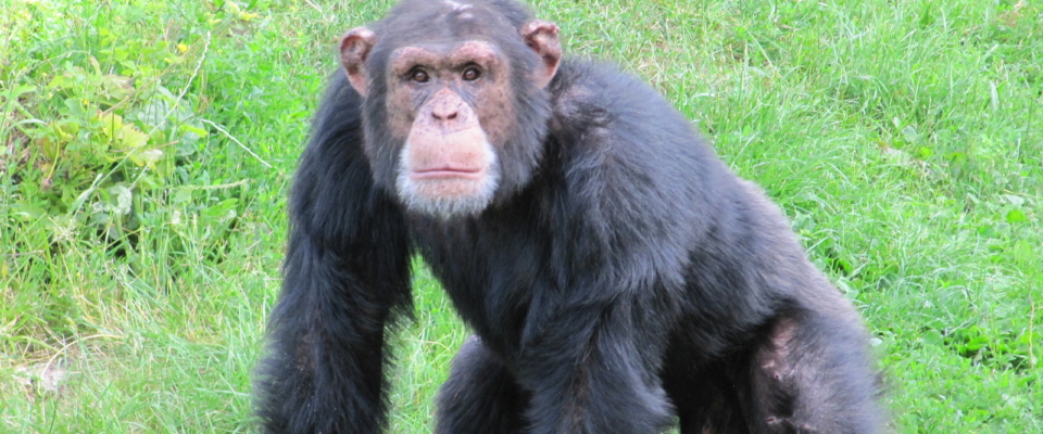 Chimpansen Ricardo fra Odense ZOO_foto Odense ZOO
